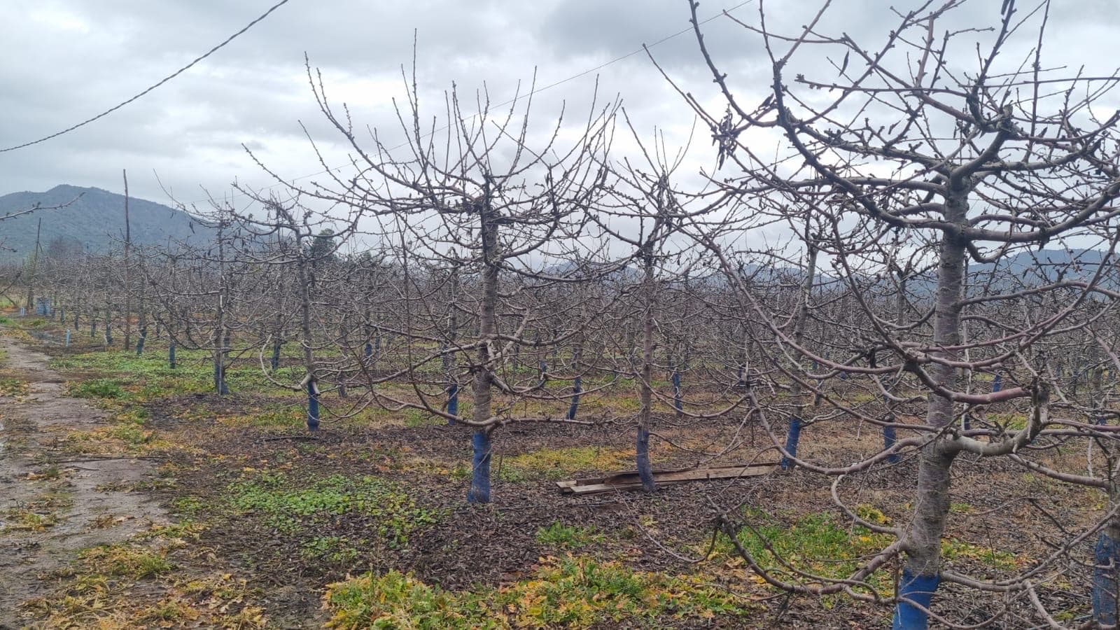 Parcela en venta, Chepica