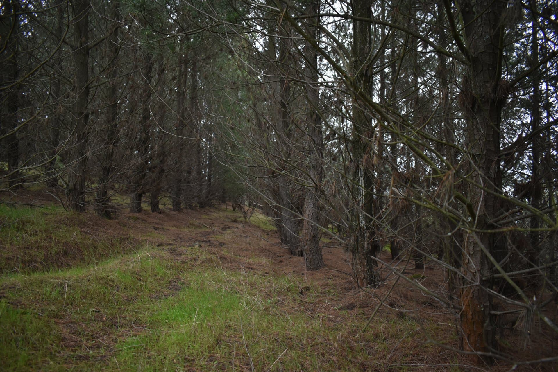 Terreno en venta, Pencahue