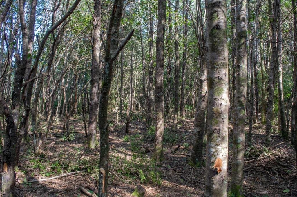 Terreno en venta en Pucón