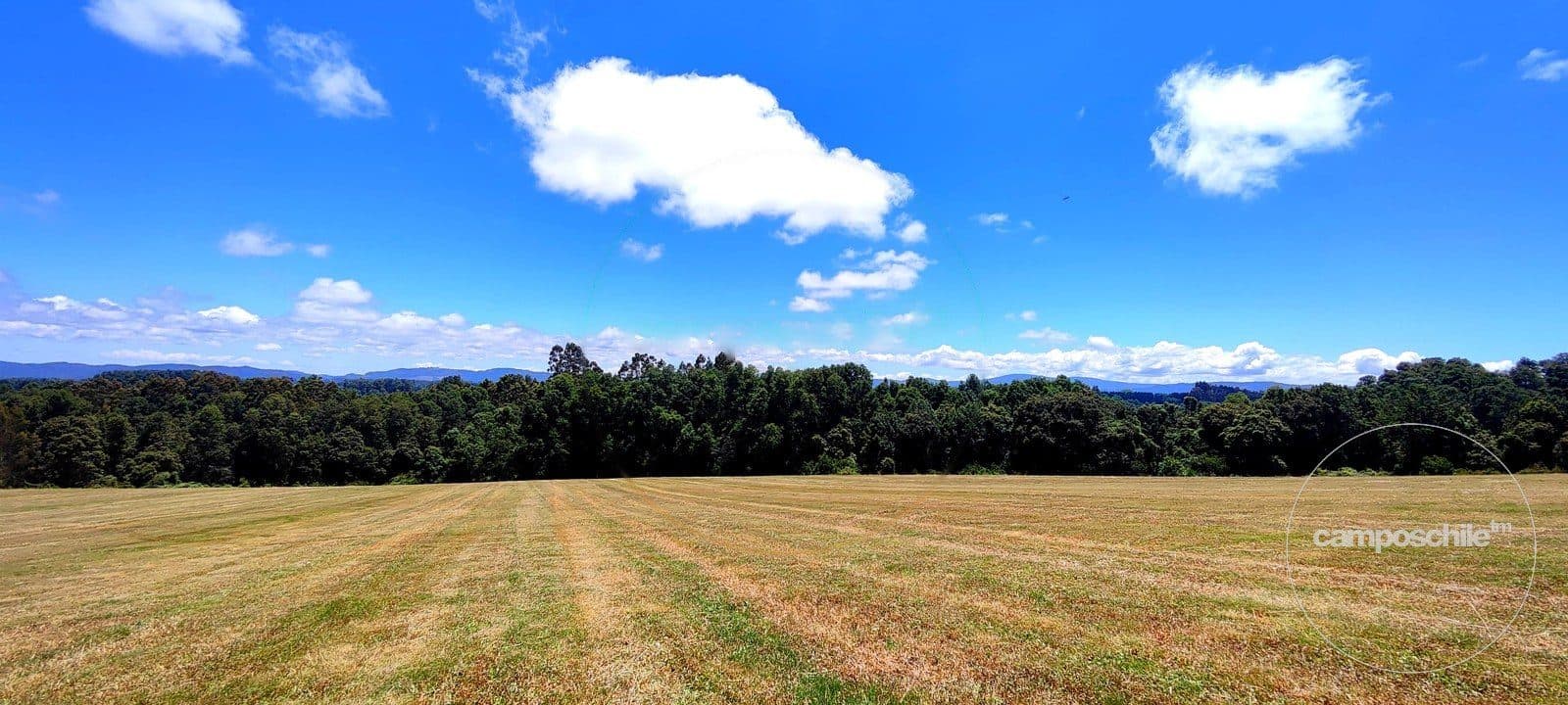 Campo en Panguipulli