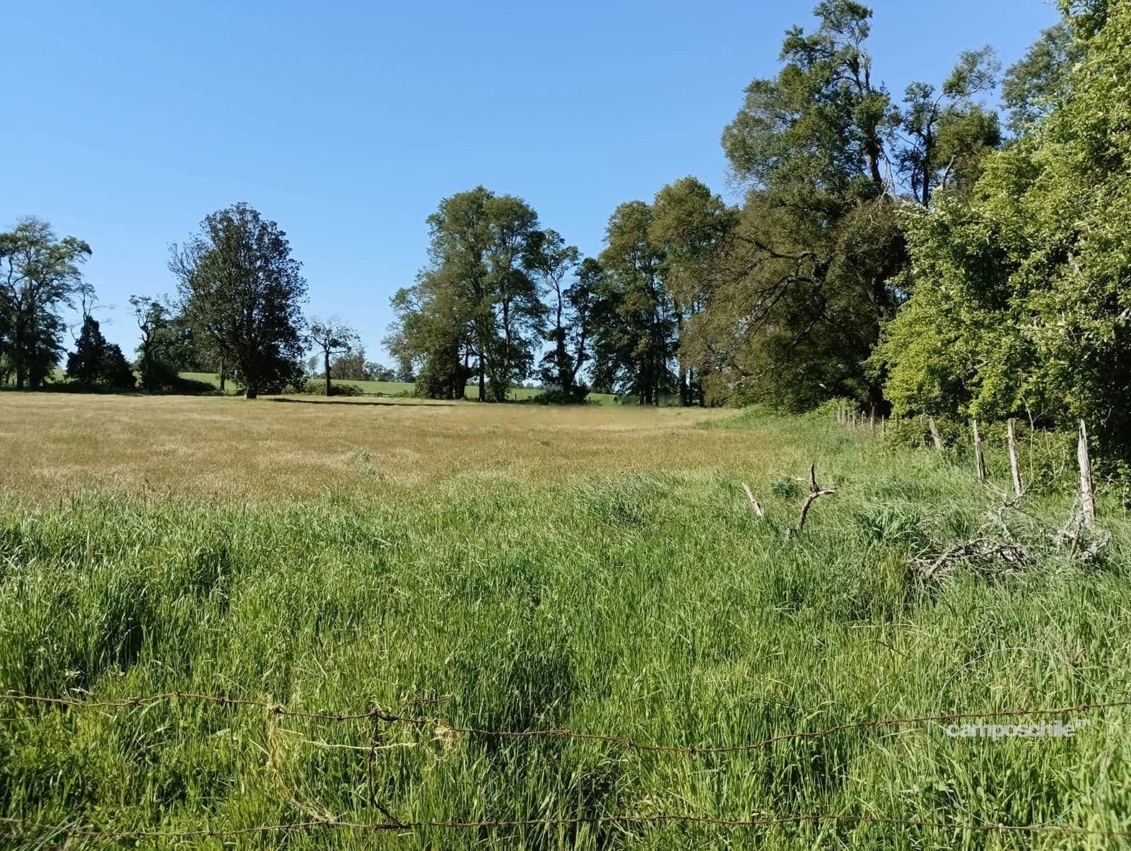 Campo en Lago Ranco