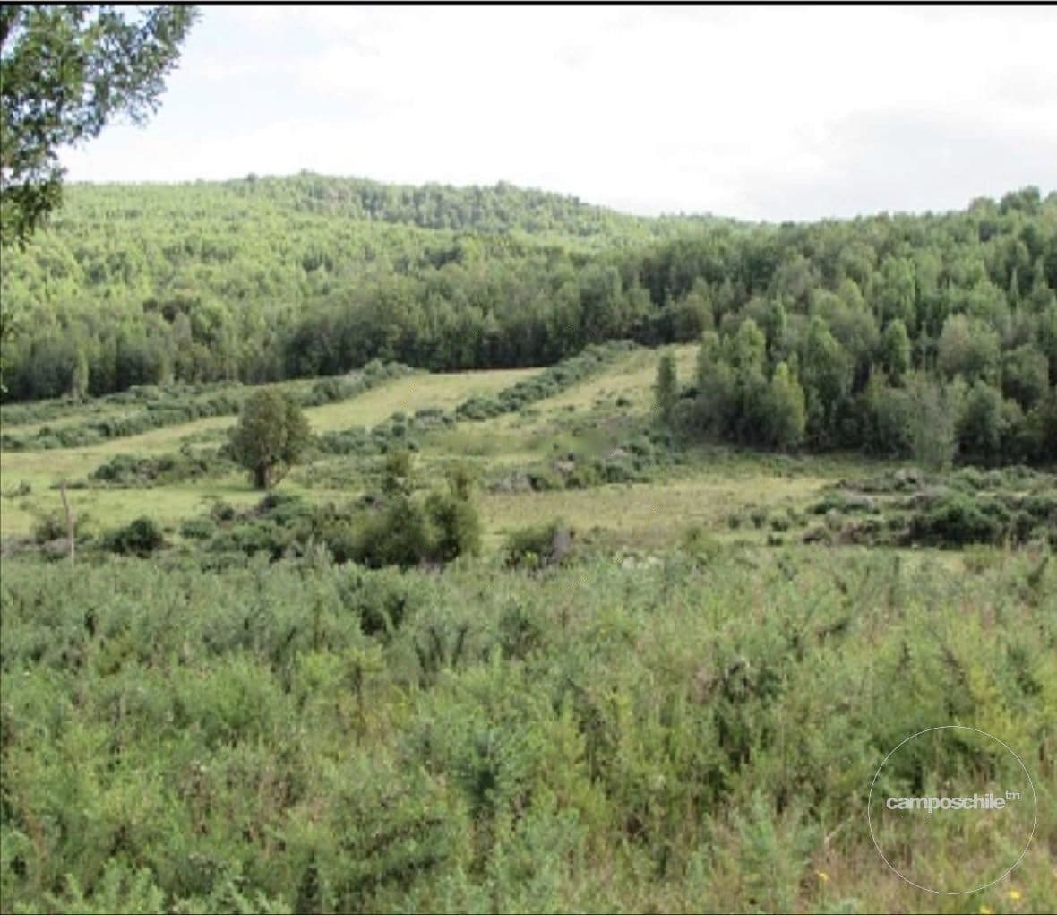 Campo en Queilén