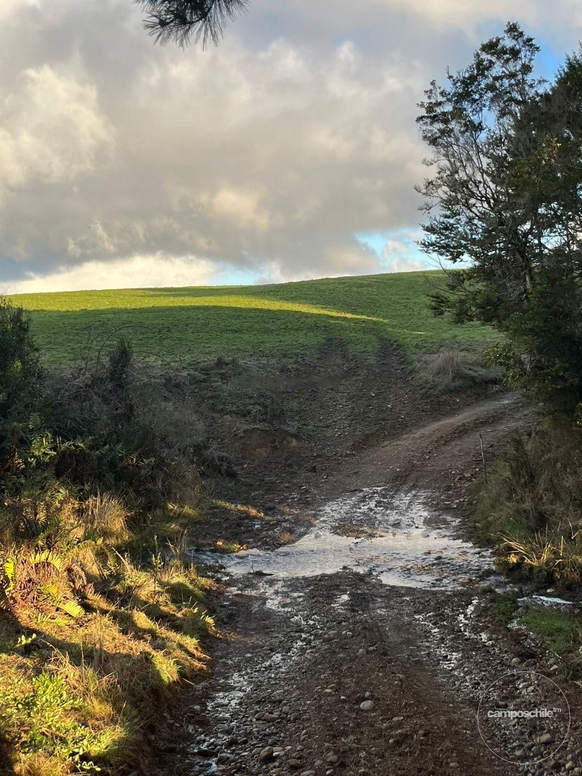Campo en Los Muermos