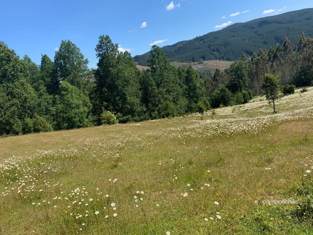 Campo en Mariquina