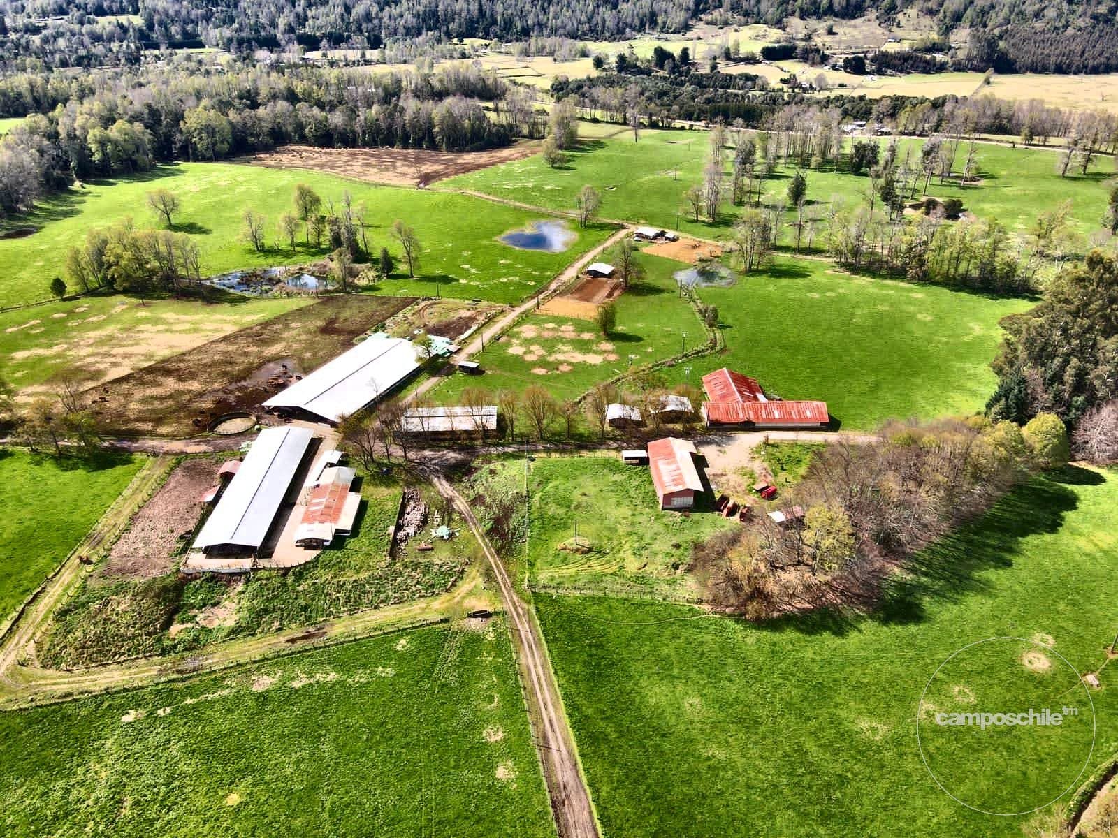 Campo en Panguipulli