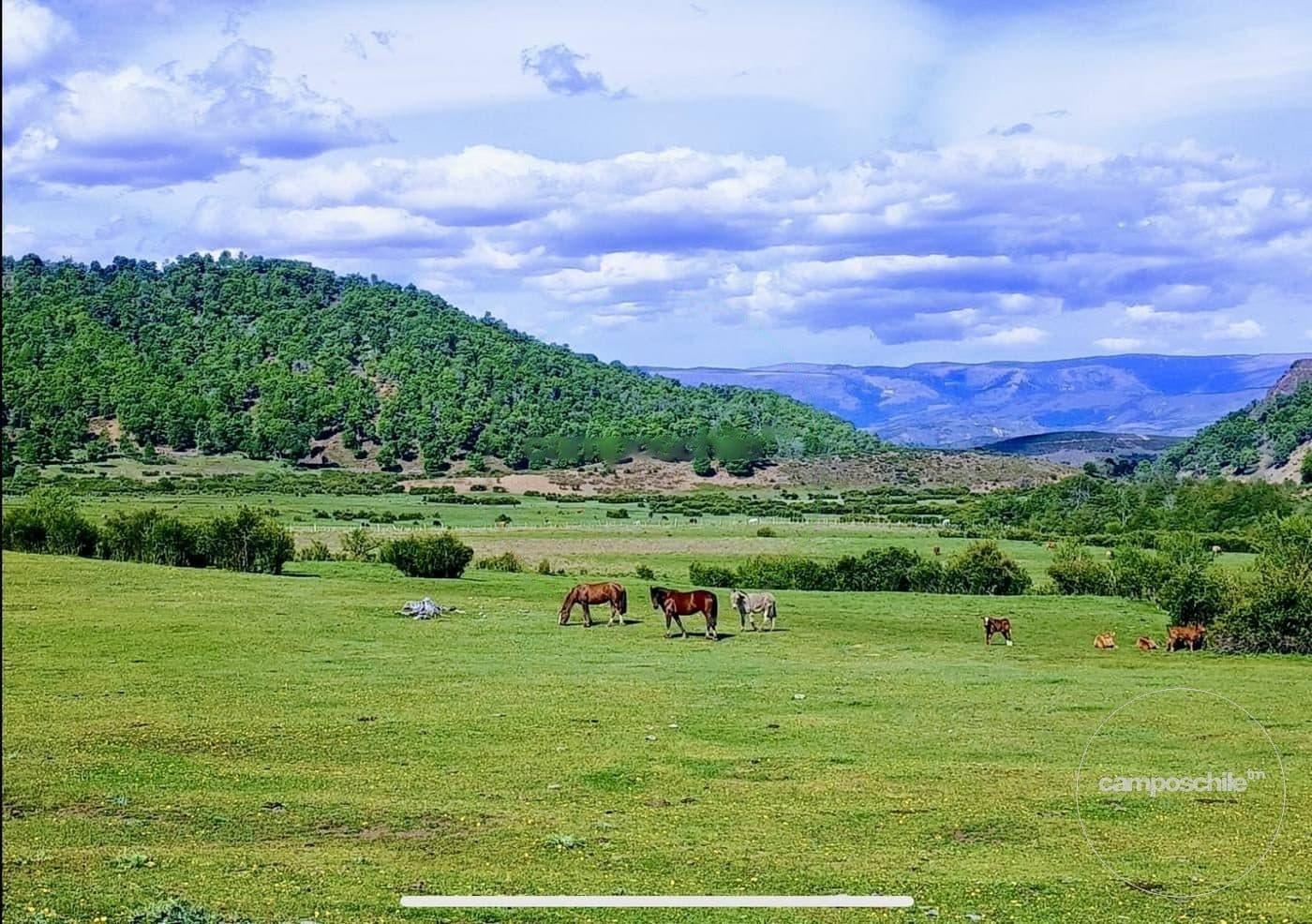 Campo en Lonquimay