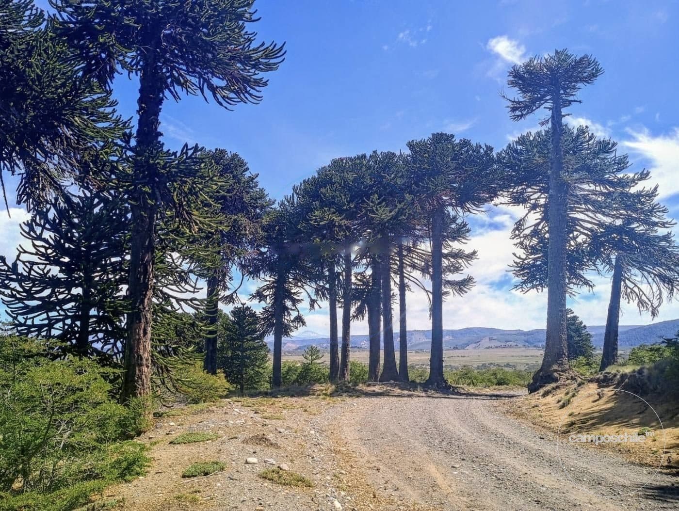 Campo en Lonquimay
