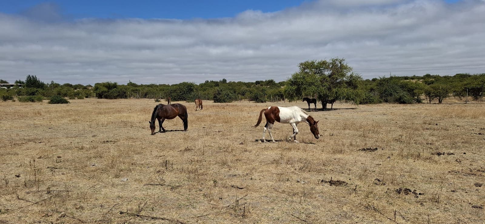 Campo en Las Cabras