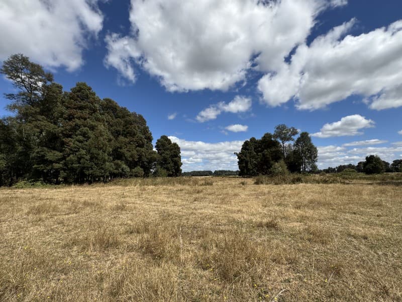 Campo en Freire