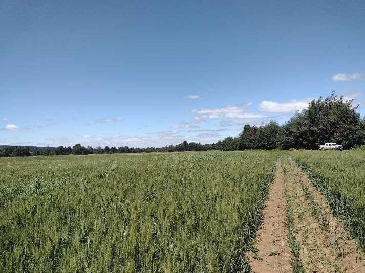 Campo en Renaico