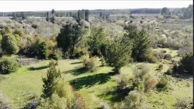 Campo en Pemuco