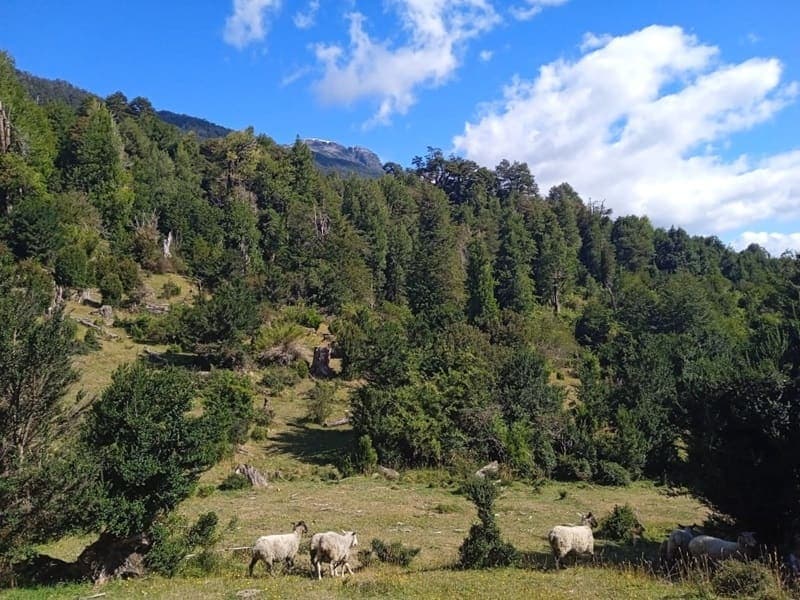 Parcela en Chaitén