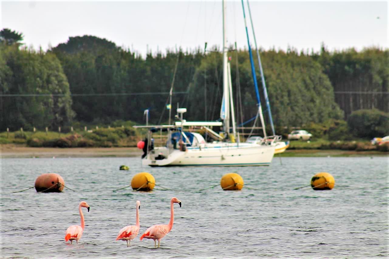 Parcela en Ancud