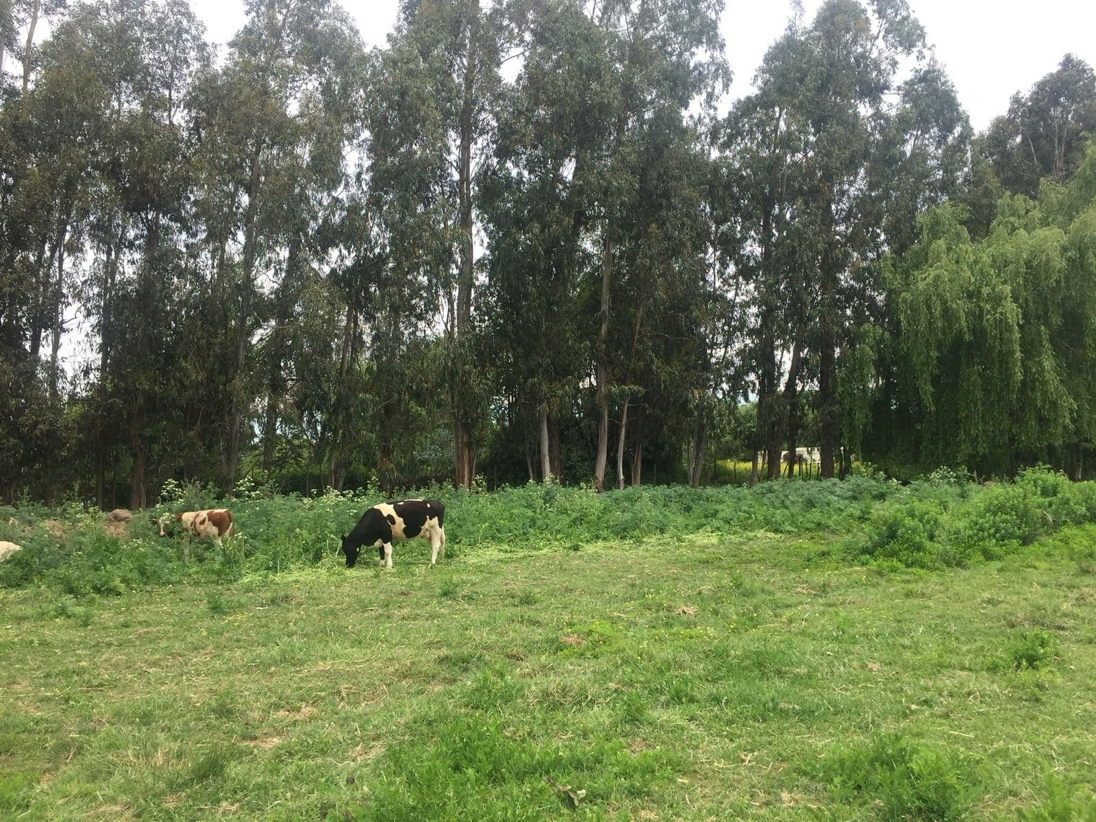 Terreno en Curicó
