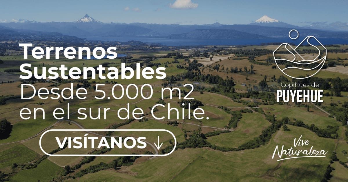 Copihues de Puyehue